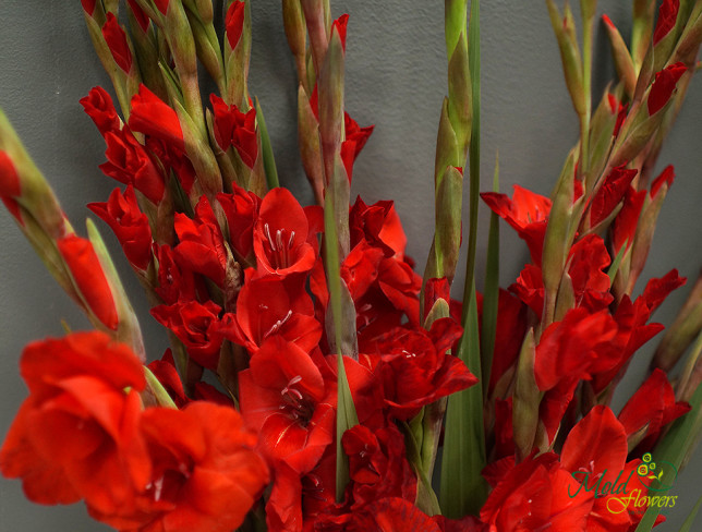 Gladiol roșu (la comanda, 10 zile) foto